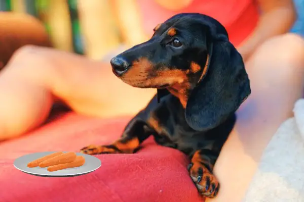 Can Dachshunds Eat Carrots