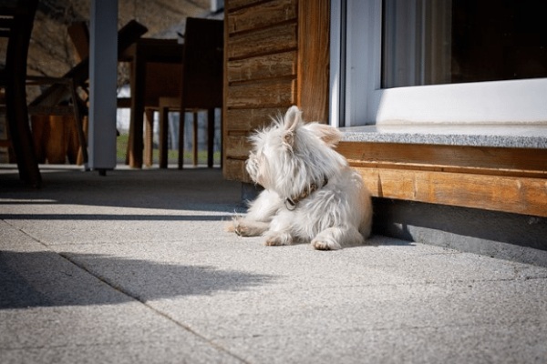 Can Maltese Be Left Alone: 8 Ways To Help Them Stay Alone