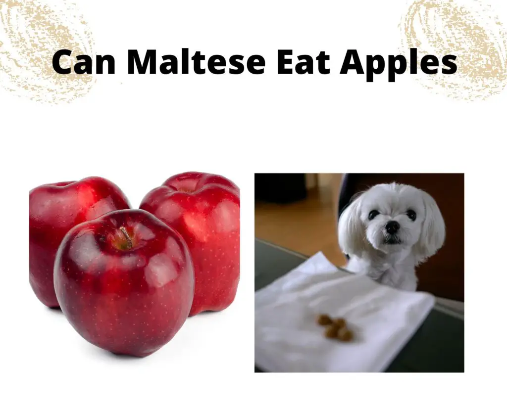 Can Maltese Eat Apples