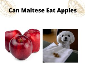 Can Maltese Eat Apples