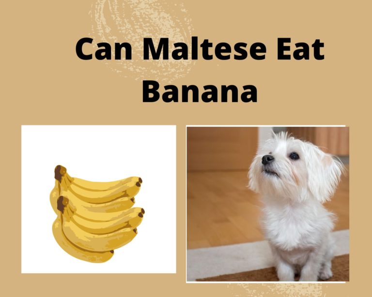 Can Maltese Eat Banana (3 Safe Ways To Feed)