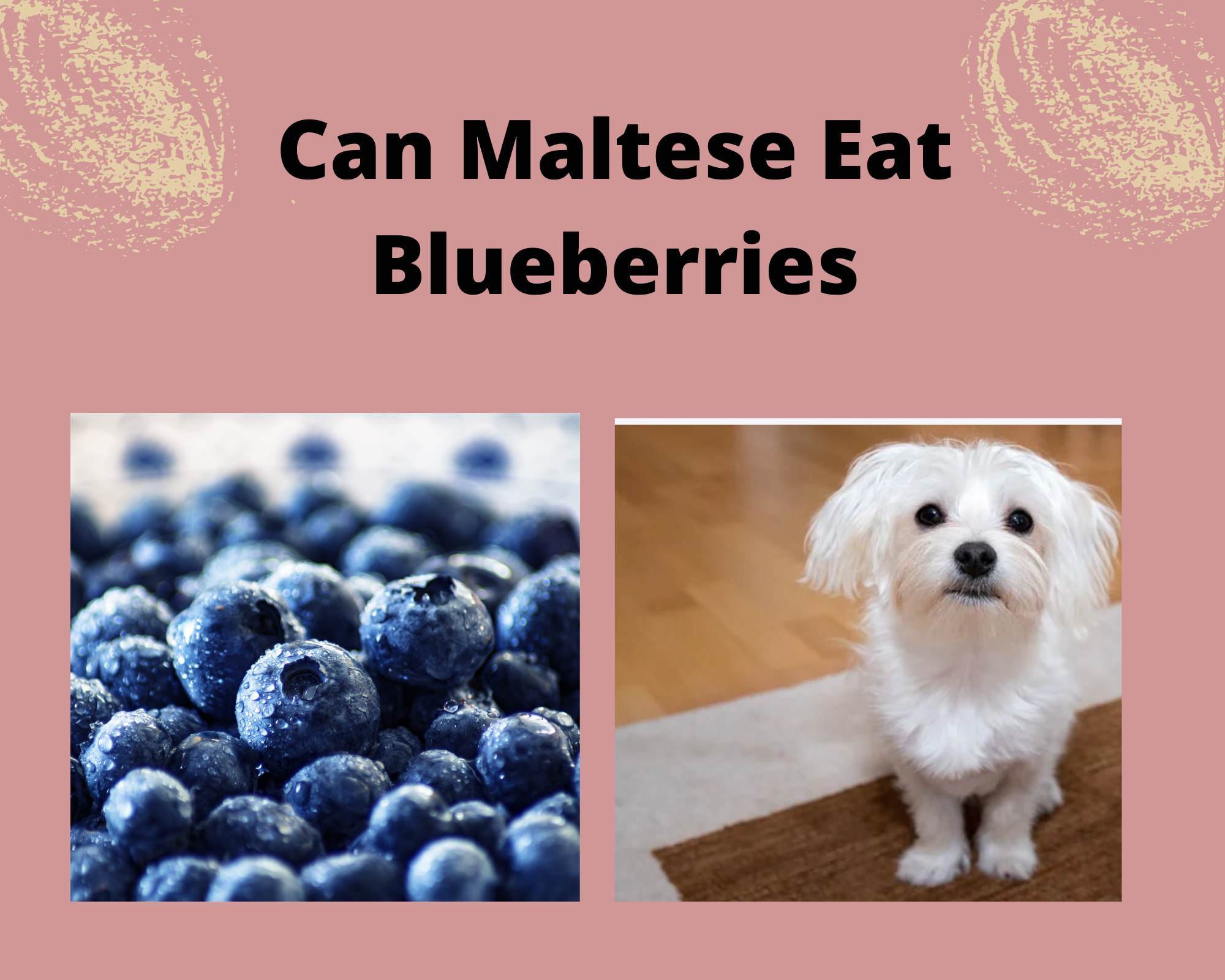 Can Maltese Eat Blueberries