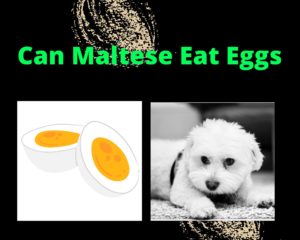 Can Maltese Eat Eggs
