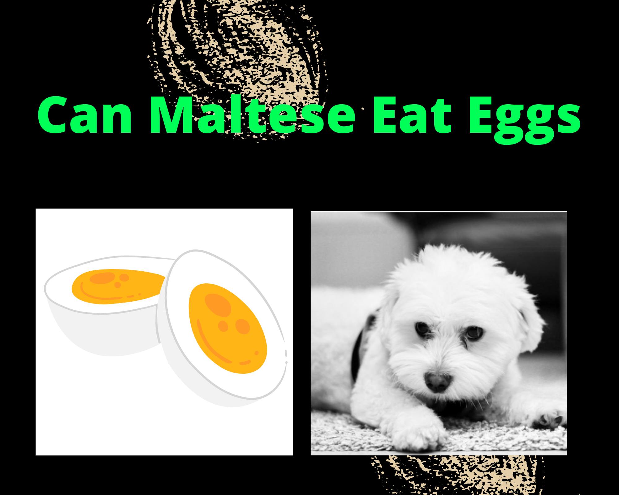 are eggs good for maltese? 2