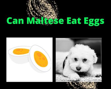 can maltese have eggs?