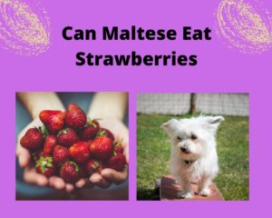 Can Maltese Eat Strawberries