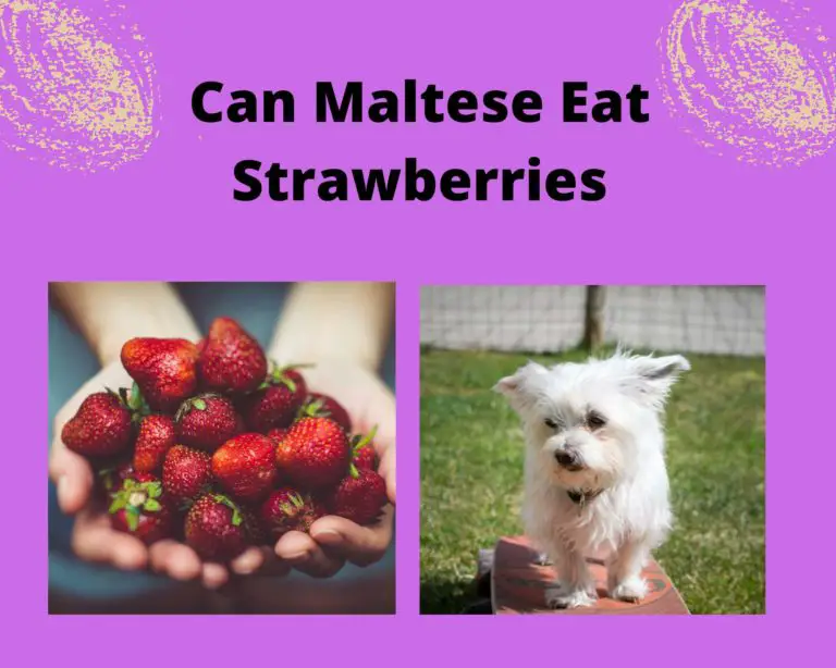 Can Maltese Eat Strawberries (3 Ways To Feed)