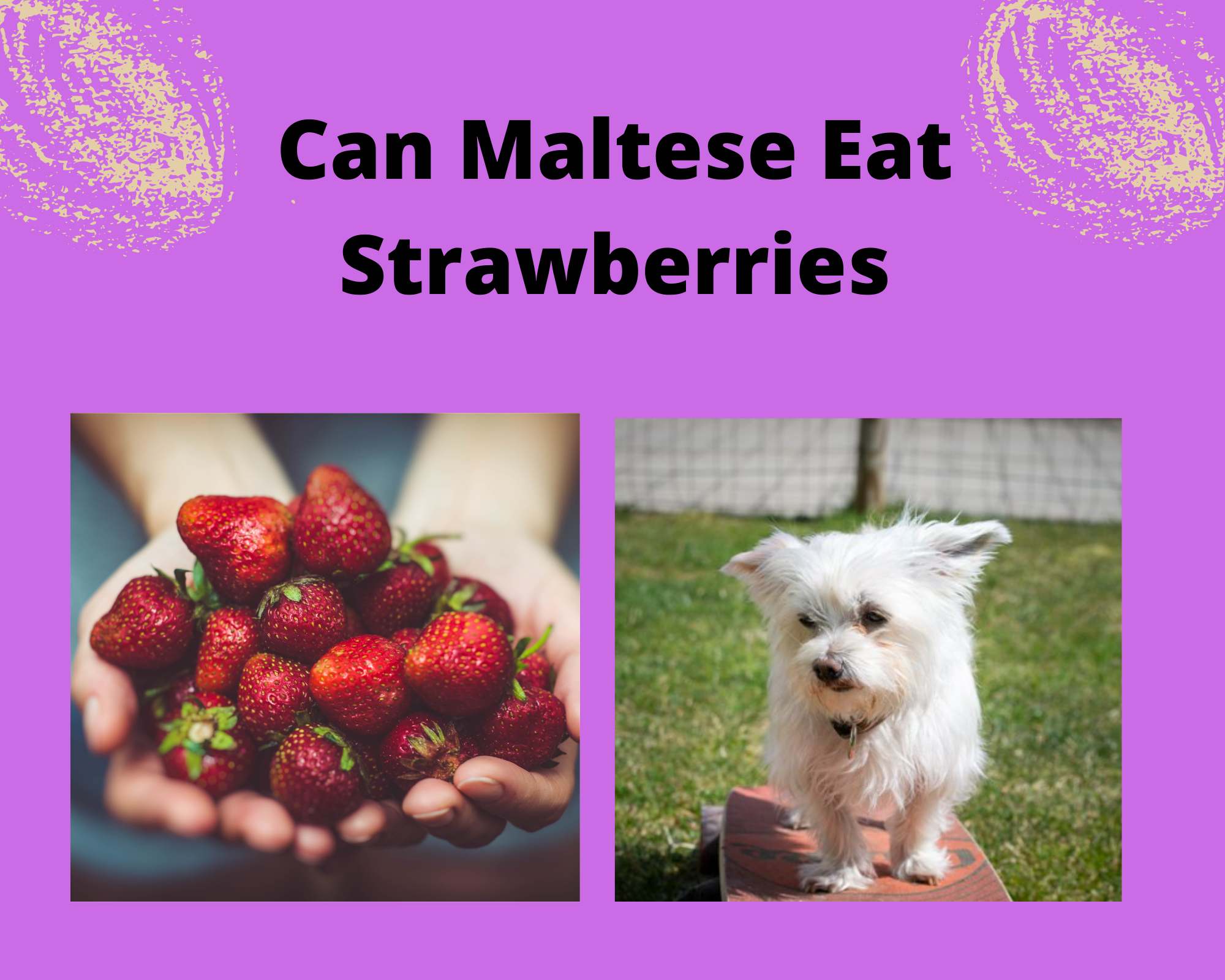 Can Maltese Eat Strawberries