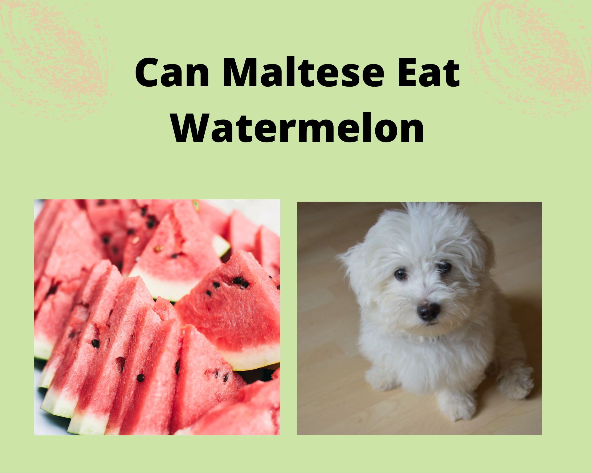 Can Maltese Eat Watermelon