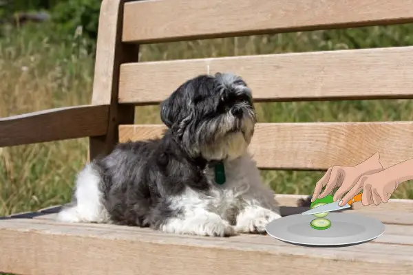Can Shih Tzu Eat Cucumber (5 Pros, Cons & More)