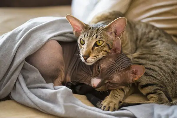 Do Sphynx Cats Get Along With Other Cats