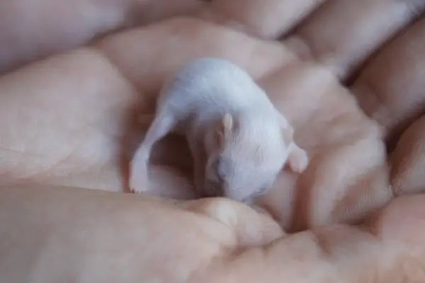 How Long Do Hamsters Sleep (6 Things To Consider)