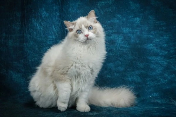 How Long Do Ragdoll Cats Live: 10 Things To Consider