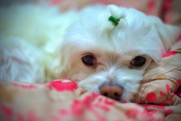 Maltese Dog Depression: 8 Causes, Signs & Fix