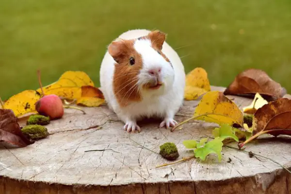 14 Top Reasons Not To Get a Guinea Pig