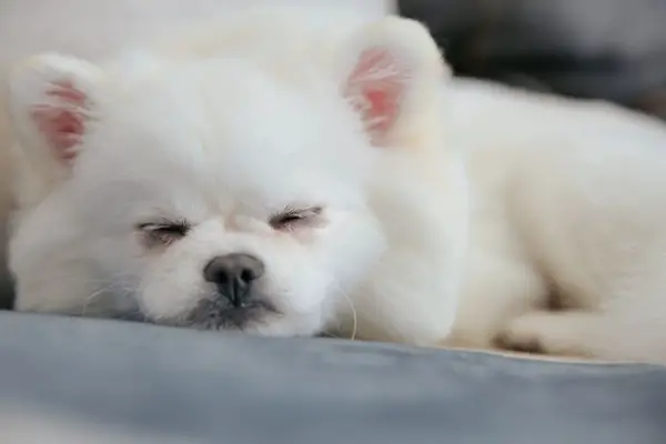 Signs Of Pomeranian Dying