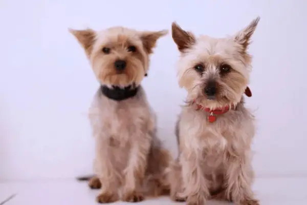 Are Yorkies Good Dogs: 13 Reasons To Get a Yorkie