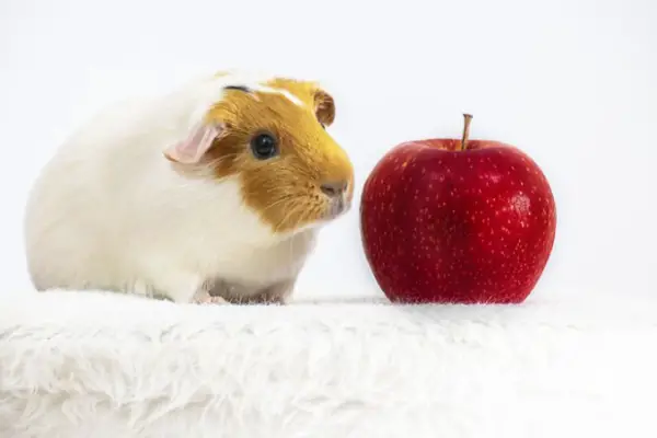 Can Guinea Pigs Eat Apples [How To Feed]