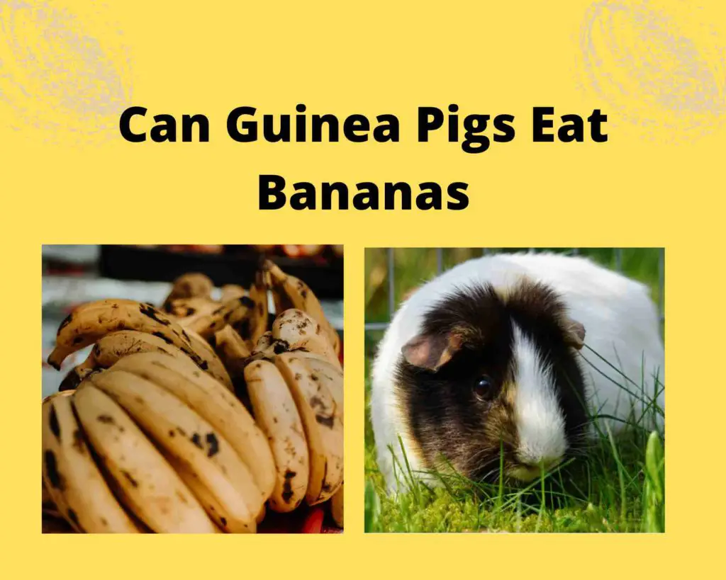 Can Guinea Pigs Eat Bananas [Helpful Tips]