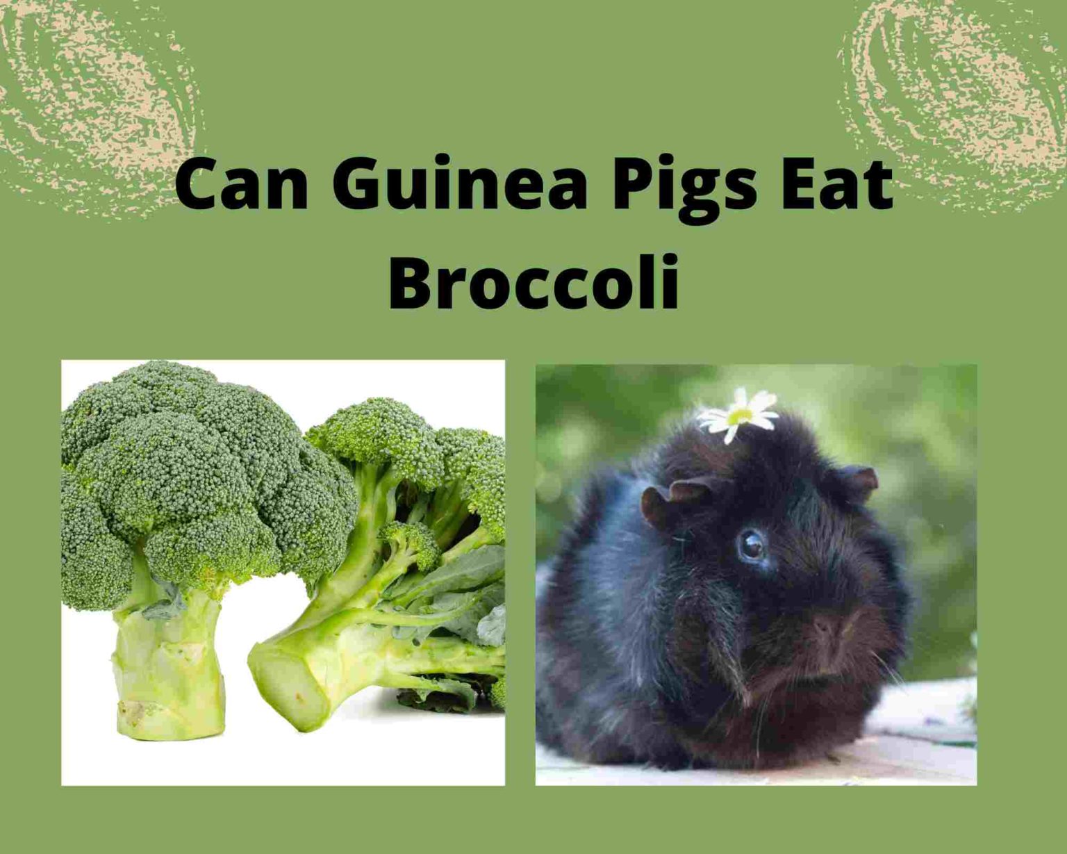 Can Guinea Pigs Eat Broccoli [benefits & Risks]