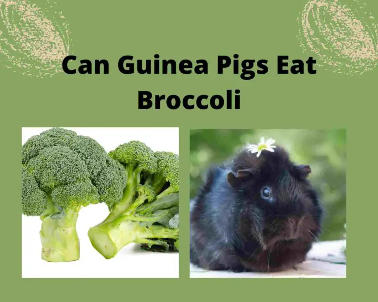 Can Guinea Pigs Eat Broccoli [Benefits & Risks]