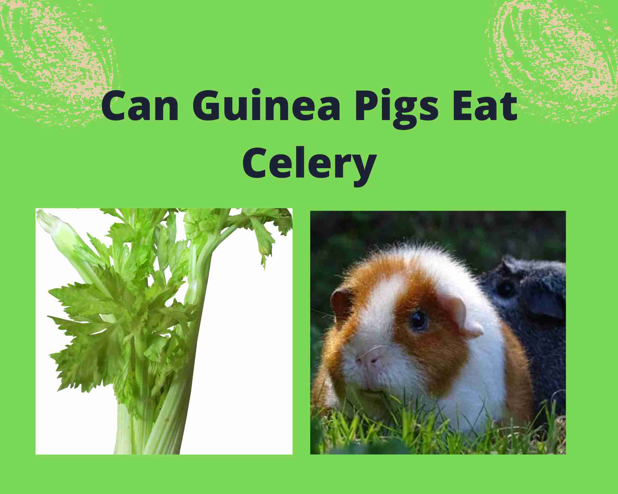 Can Guinea Pigs Eat Celery