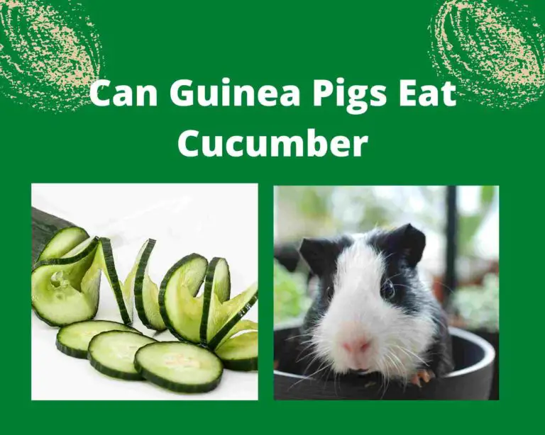Can Guinea Pigs Eat Cucumber