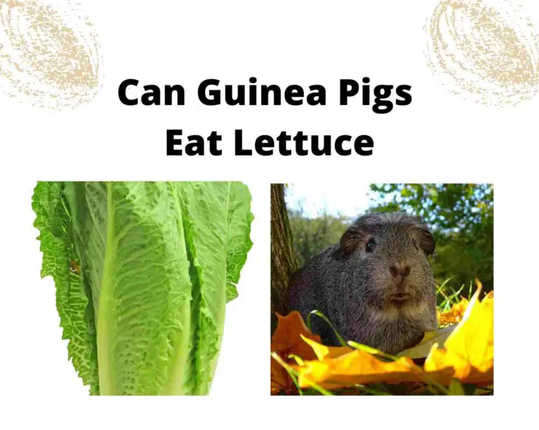 Can Guinea Pigs Eat Lettuce [Benefits & Risks]
