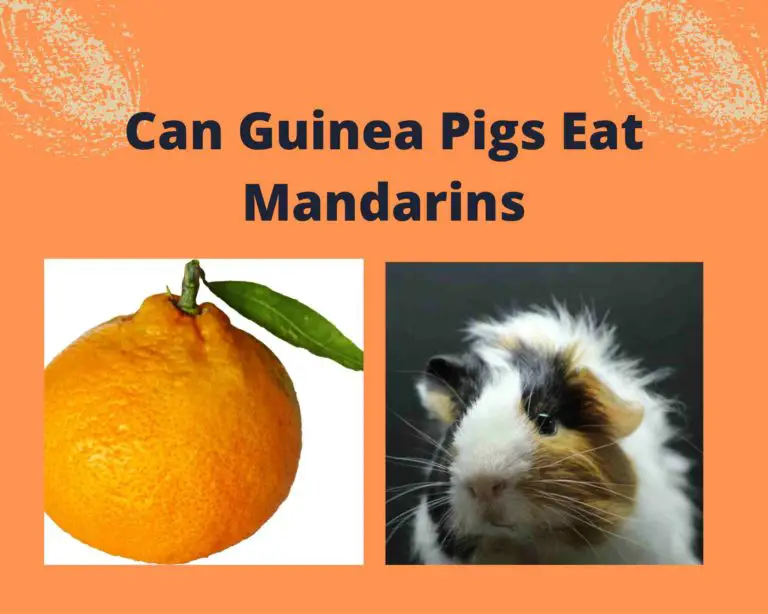 Can Guinea Pigs Eat Mandarins