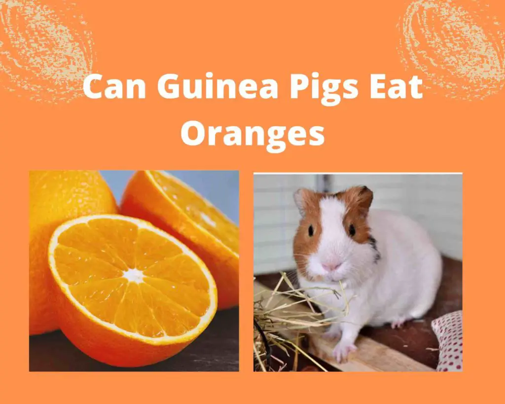 Can Guinea Pigs Eat Oranges [How To Feed]