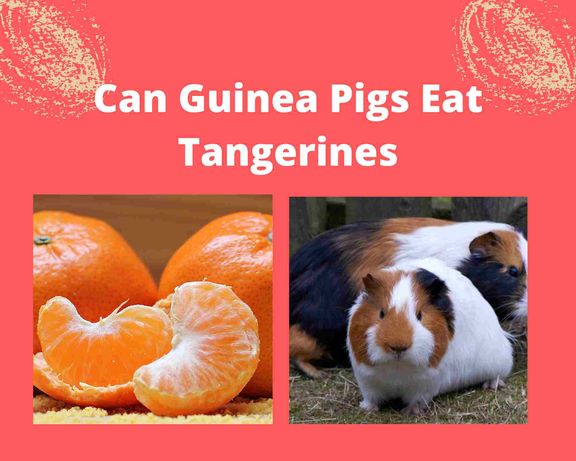 Can Guinea Pigs Eat Tangerines