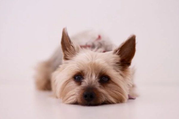 Can Yorkies Be Left Alone: 9 Ways To Help Them Stay Alone