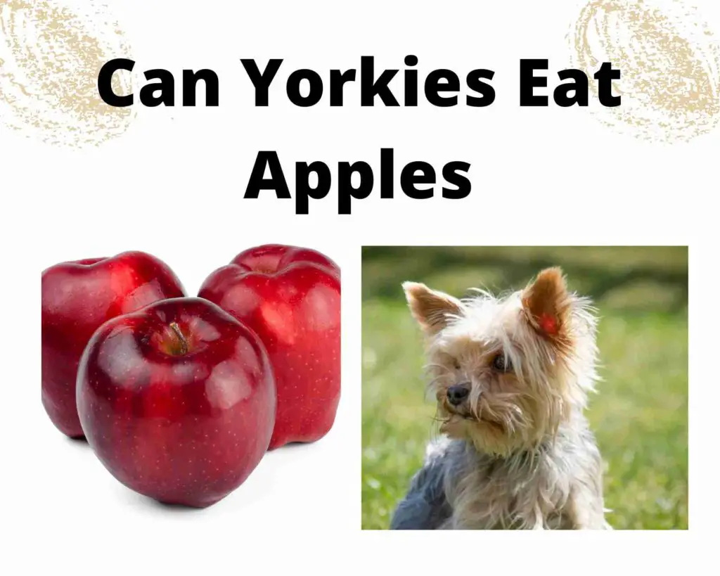 Can Yorkies Eat Apples