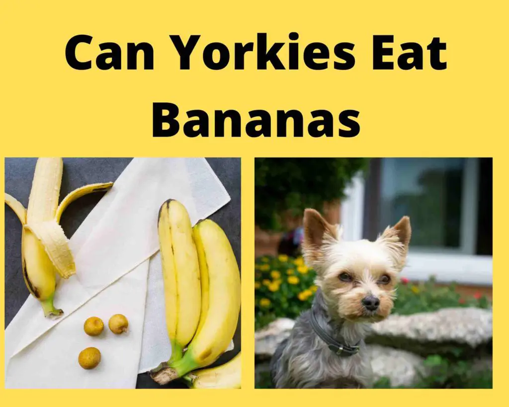 Can Yorkies Eat Bananas