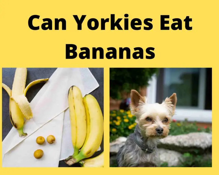 Can Yorkies Eat Bananas (4 Ways To Offer & More)