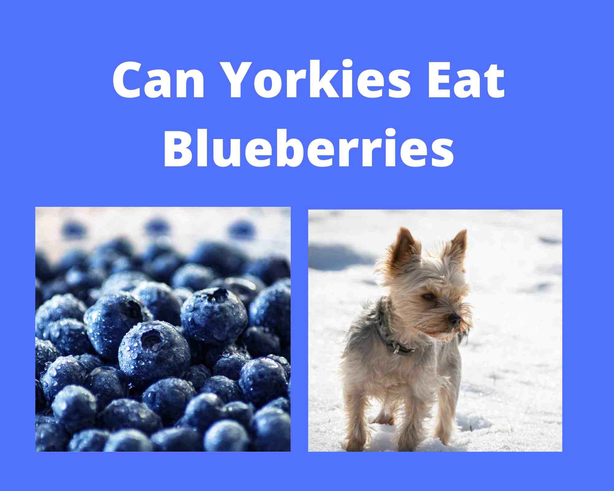 Can Yorkies Eat Blueberries