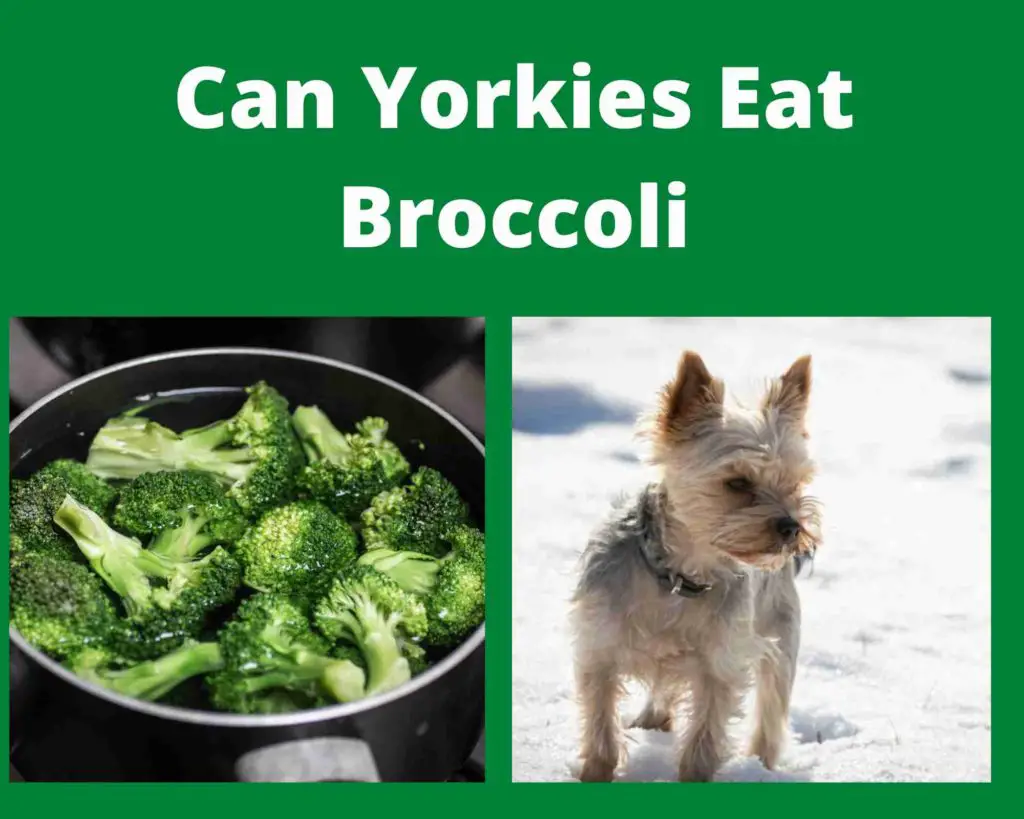 Can Yorkies Eat Broccoli