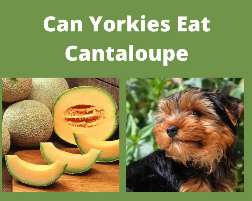 Can Yorkies Eat Cantaloupe