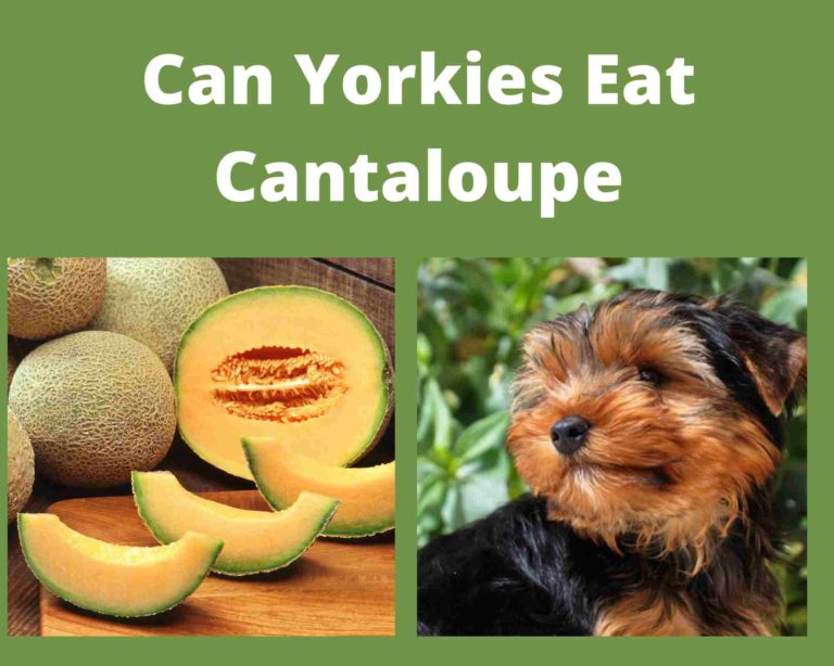 Can Yorkies Eat Cantaloupe: 2 Ways To Offer