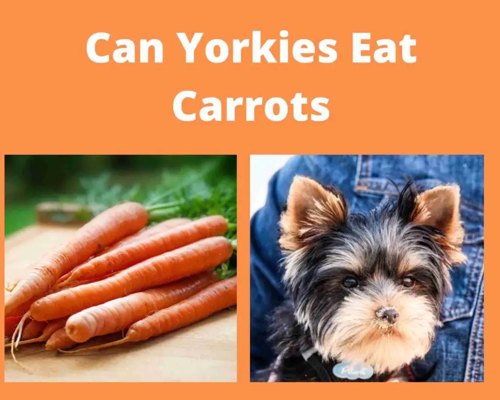 Can Yorkies Eat Carrots