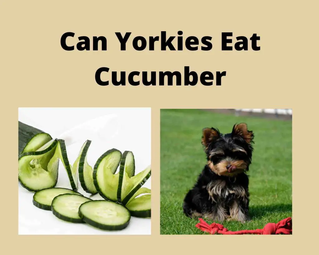 Can Yorkies Eat Cucumber