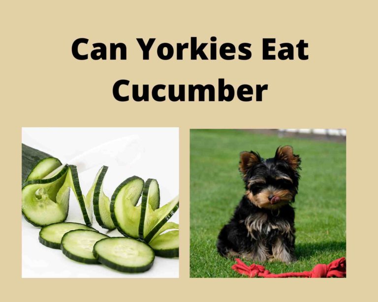 Can Yorkies Eat Cucumber: 4 Ways To Offer