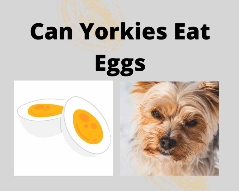 Can Yorkies Eat Eggs: 2 Ways To Offer