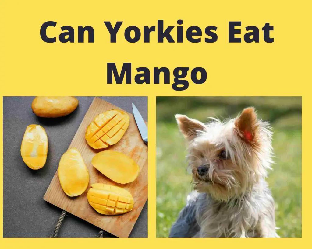 Can Yorkies Eat Mango