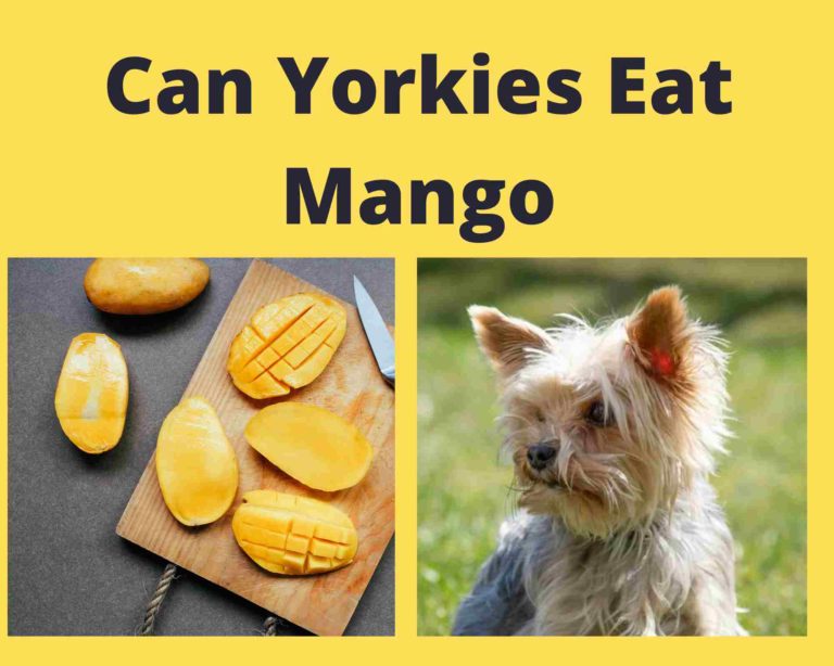 Can Yorkies Eat Mango: 3 Ways To Feed