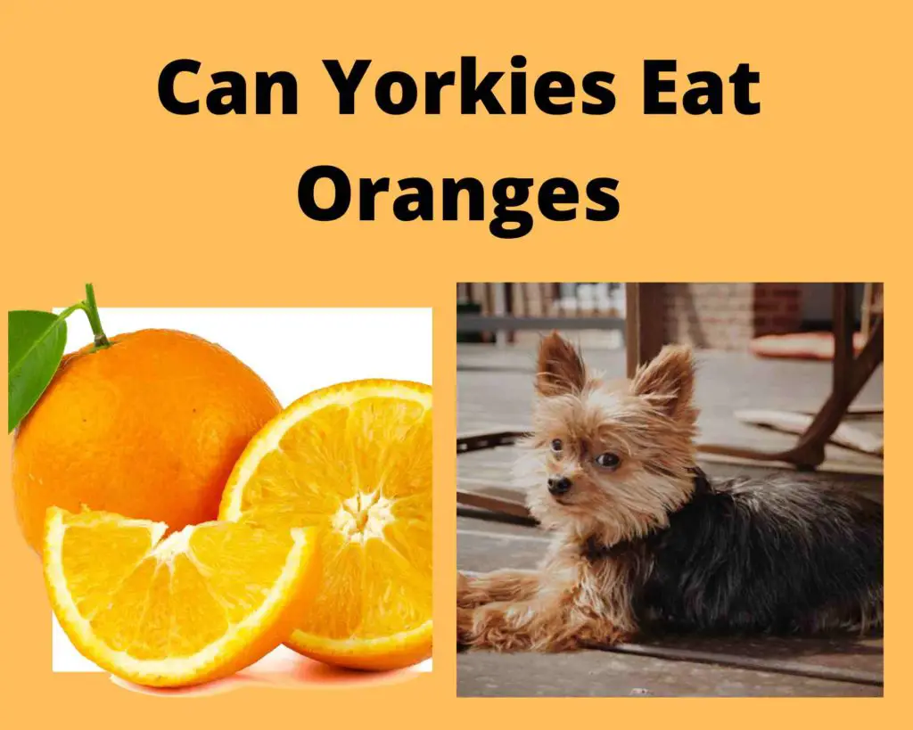 Can Yorkies Eat Oranges