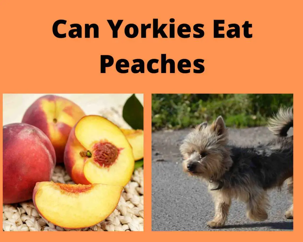 Can Yorkies Eat Peaches