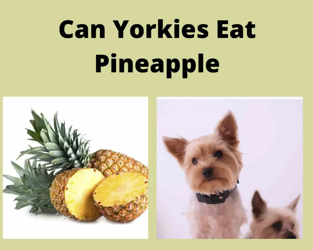 Can Yorkies Eat Pineapple