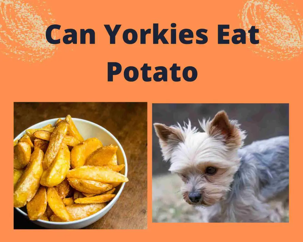 Can Yorkies Eat Potato