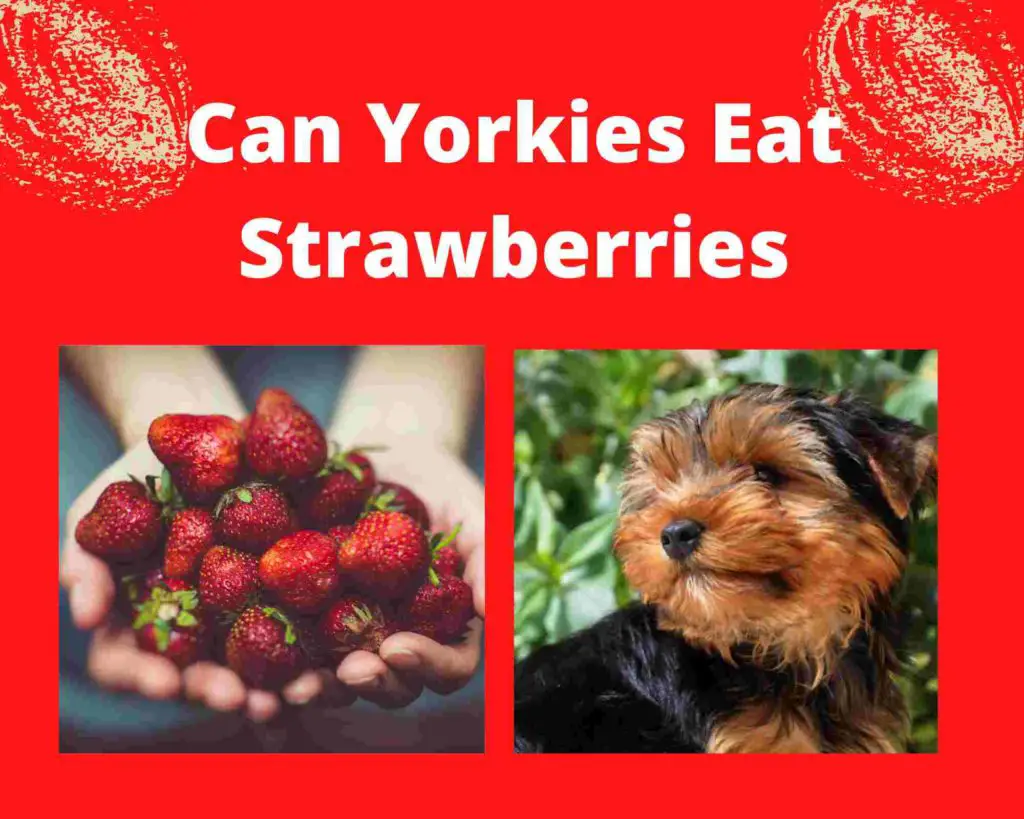 Can Yorkies Eat Strawberries